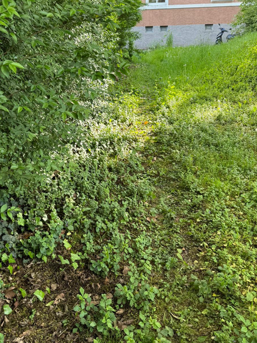 Vorherbild einer Gartenpflege in Duisburg mit überwuchertem Weg